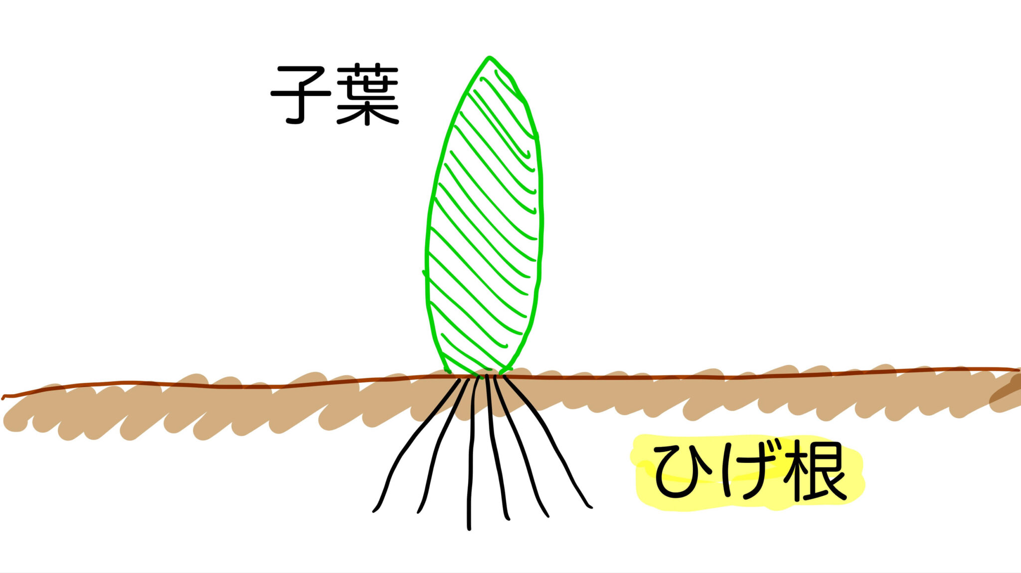 単子葉類と双子葉類の違い｜根・茎・葉・維管束の見分け方を図で解説！ | 中学受験攻略法